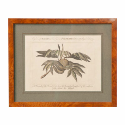 English Framed Lithograph of Breadfruit