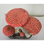 English Garden Mushrooms